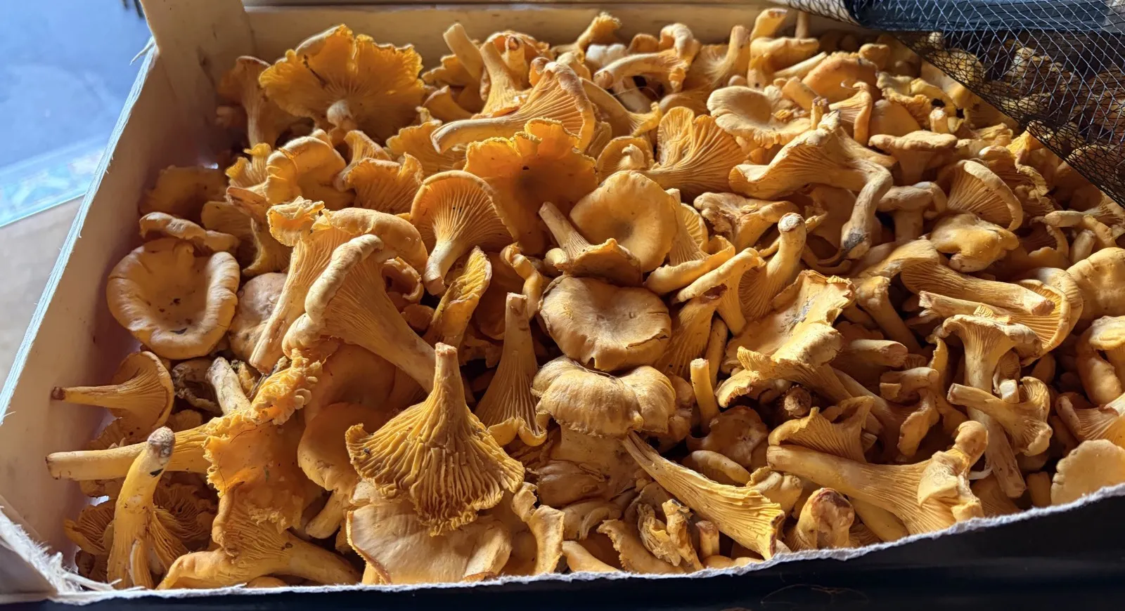 Cagette de girolles de Sologne fraîchement arrivées au Café Max